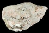 Fossil Oreodont (Merycoidodon) Skull - Wyoming #174375-5